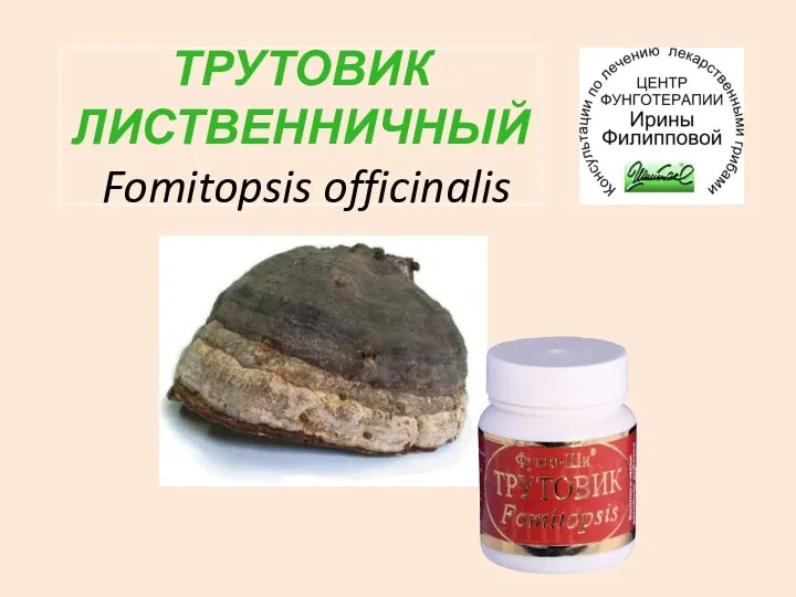 ТРУТОВИК ЛИСТВЕННИЧНЫЙ Fomitopsis officinalis