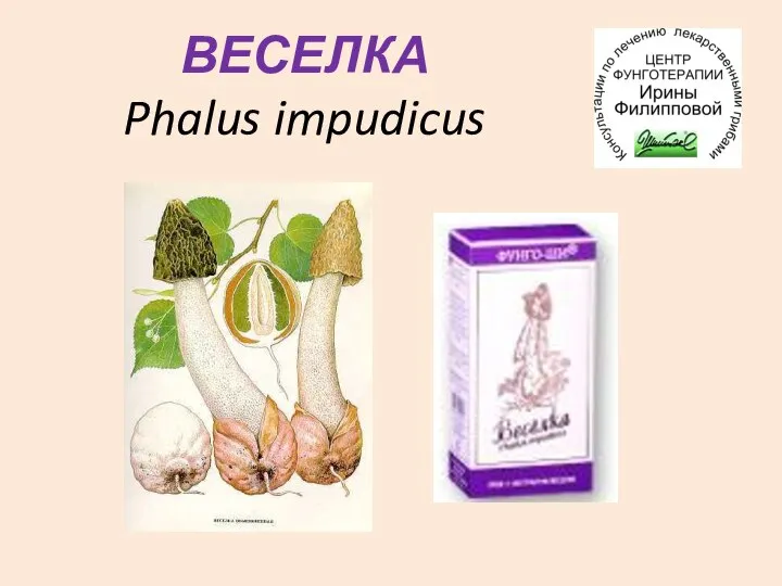 ВЕСЕЛКА Phalus impudicus
