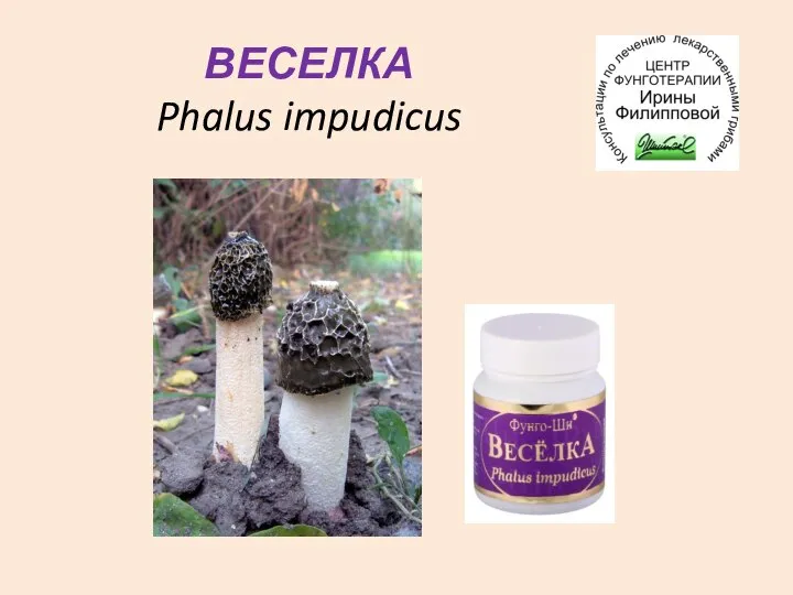 ВЕСЕЛКА Phalus impudicus