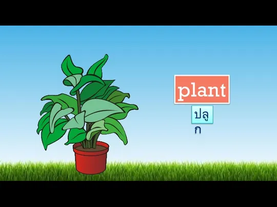 plant ปลูก