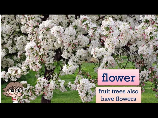 flower fruit trees also have flowers