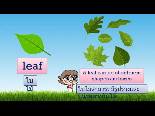 leaf A leaf can be of different shapes and sizes ใบไม้ ใบไม้สามารถมีรูปร่างและขนาดต่างกันได้