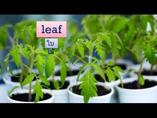 leaf ใบไม้