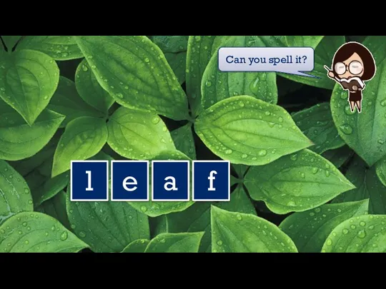 l e a f Can you spell it?