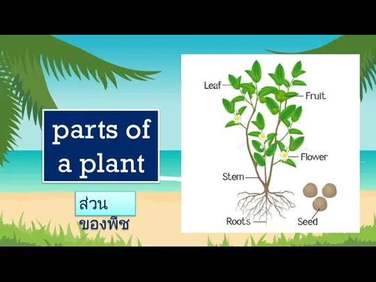 parts of a plant ส่วนของพืช