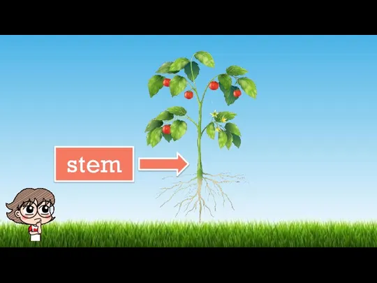 stem