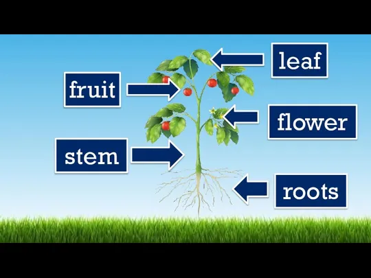 roots stem flower fruit leaf