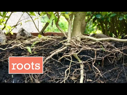 roots