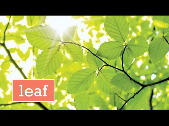 leaf