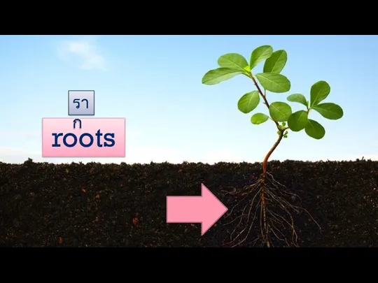 roots ราก