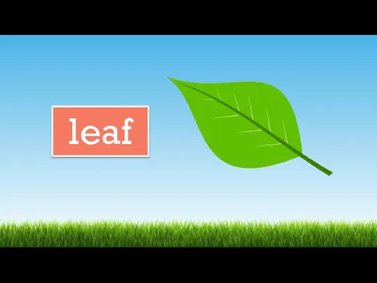 leaf