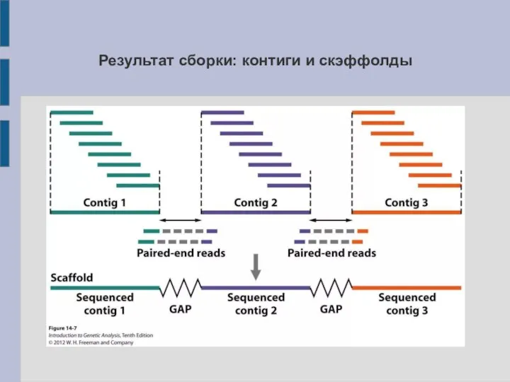 Результат сборки: контиги и скэффолды