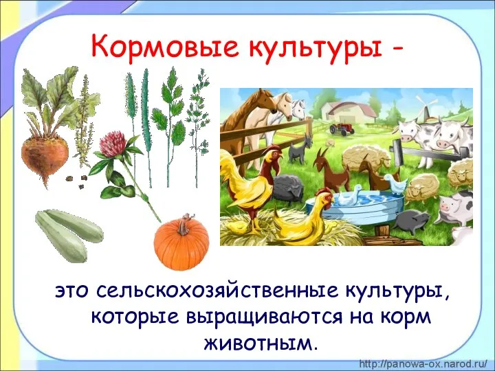 Кормовые культуры - это сельскохозяйственные культуры, которые выращиваются на корм животным.