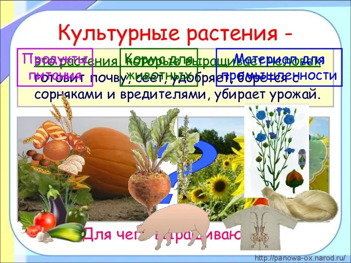 Культурные растения - это растения, которые выращивает человек: готовит почву, сеет, удобряет,