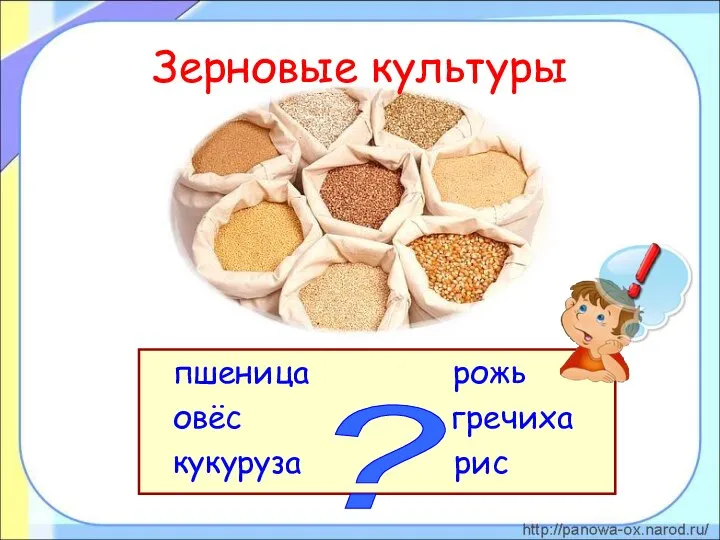 Зерновые культуры пшеница рожь овёс гречиха кукуруза рис ?