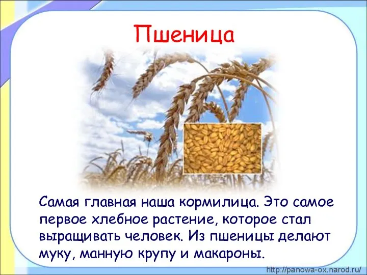 Пшеница Самая главная наша кормилица. Это самое первое хлебное растение, которое стал