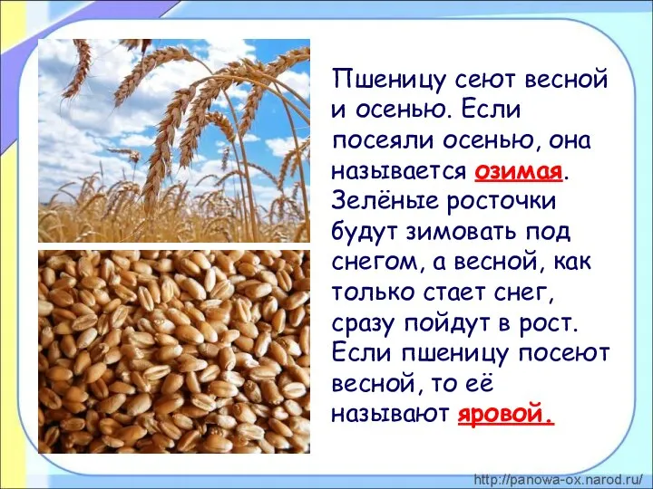 Пшеницу сеют весной и осенью. Если посеяли осенью, она называется озимая. Зелёные