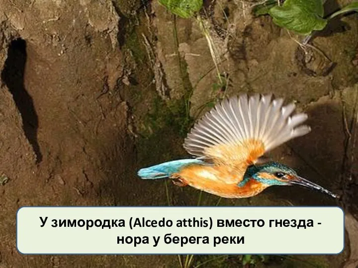 У зимородка (Alcedo atthis) вместо гнезда - нора у берега реки