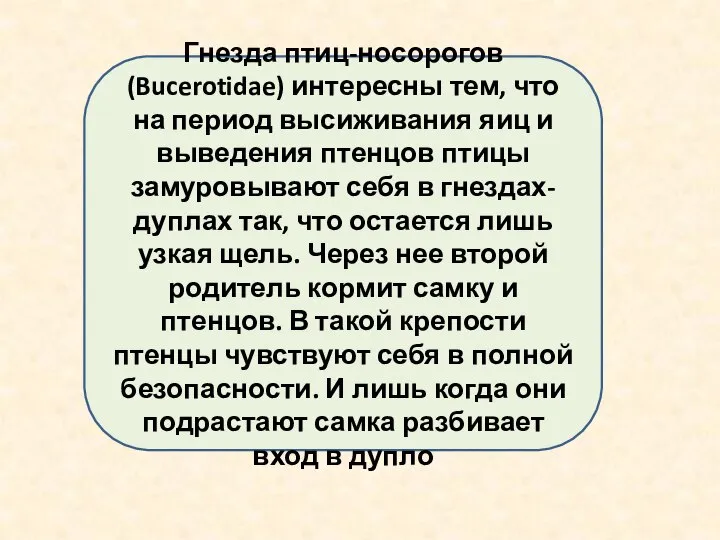 Гнезда птиц-носорогов (Bucerotidae) интересны тем, что на период высиживания яиц и выведения