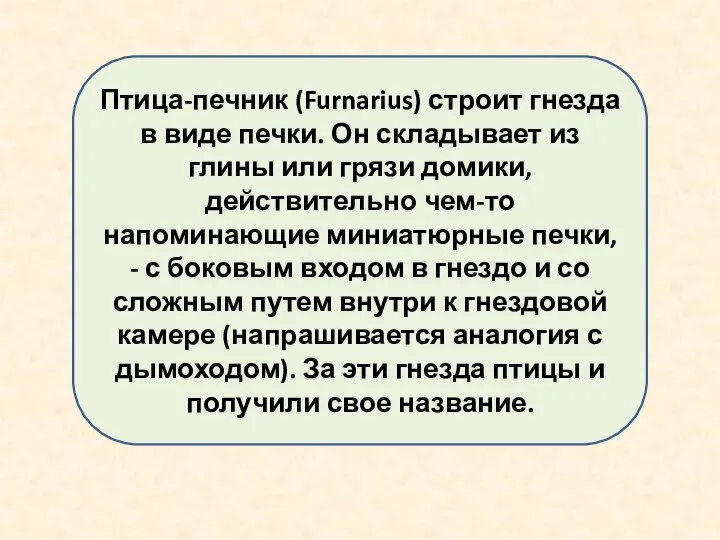 Птица-печник (Furnarius) строит гнезда в виде печки. Он складывает из глины или