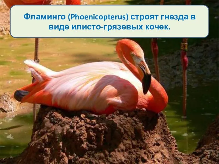 Фламинго (Phoenicopterus) строят гнезда в виде илисто-грязевых кочек.