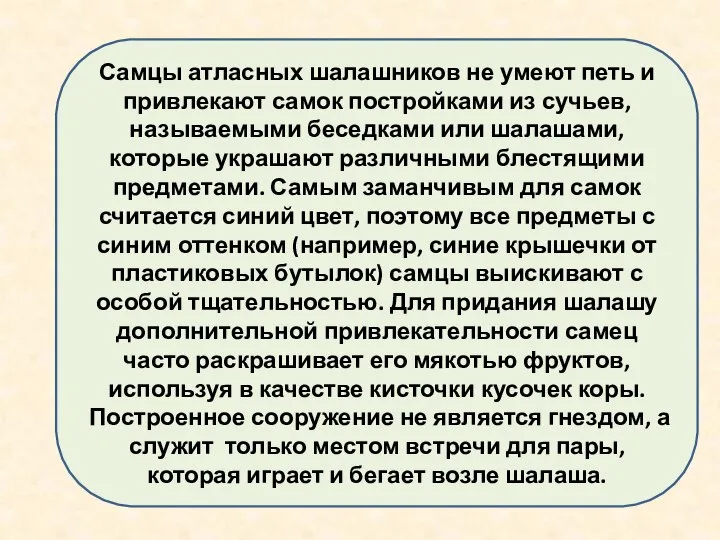 Самцы атласных шалашников не умеют петь и привлекают самок постройками из сучьев,