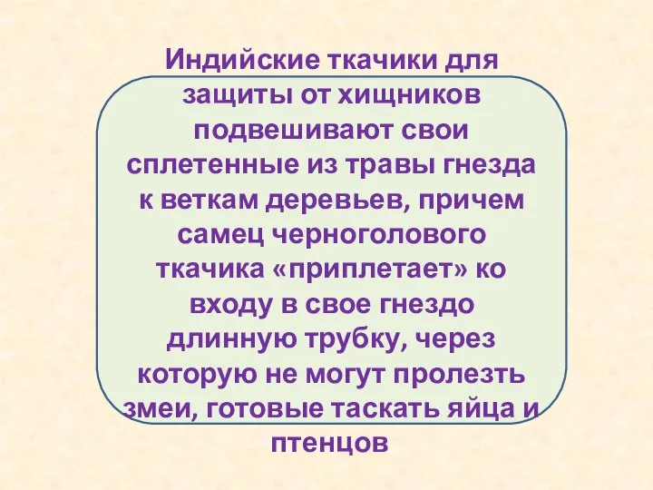 Индийские ткачики для защиты от хищников подвешивают свои сплетенные из травы гнезда