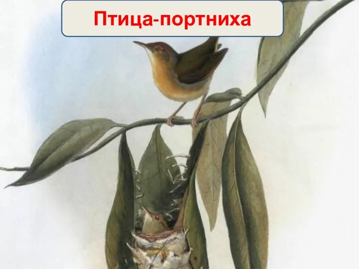 Птица-портниха