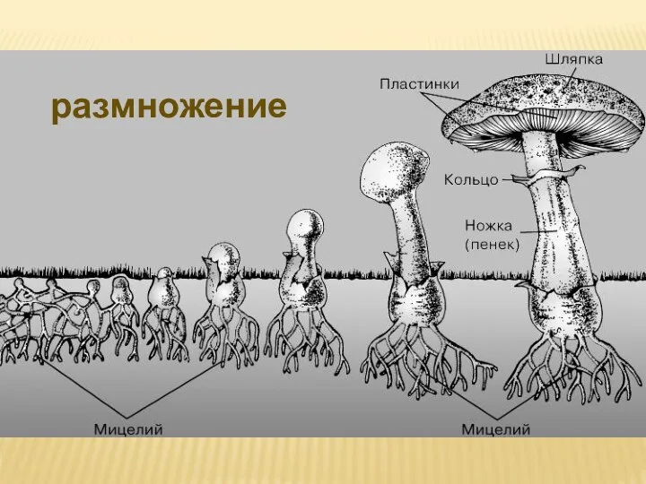 размножение