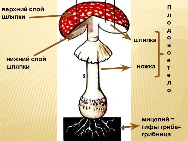 верхний слой шляпки нижний слой шляпки шляпка ножка мицелий = гифы гриба= грибница Плодовое тело