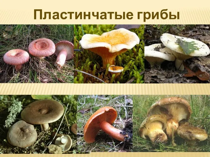 Пластинчатые грибы