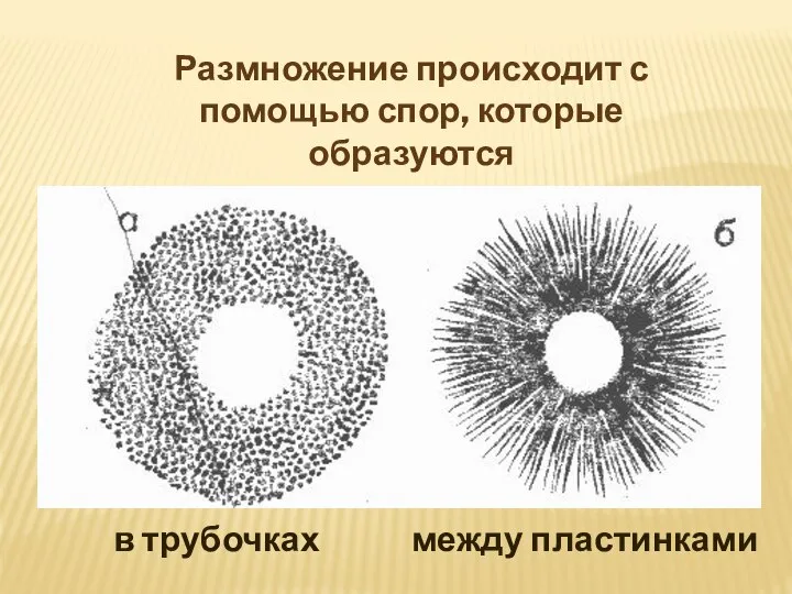 Размножение происходит с помощью спор, которые образуются в трубочках между пластинками