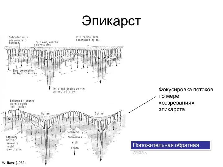 Эпикарст Williams (1983) Фокусировка потоков по мере «созревания» эпикарста Положительная обратная связь