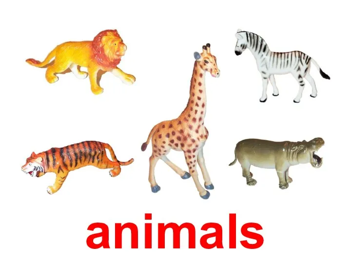 animals