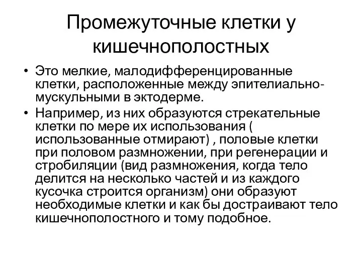 Промежуточные клетки у кишечнополостных Это мелкие, малодифференцированные клетки, расположенные между эпителиально-мускульными в