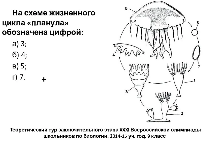 На схеме жизненного цикла «планула» обозначена цифрой: а) 3; б) 4; в)