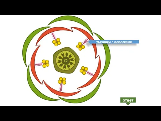 ответ тычинки с волосками