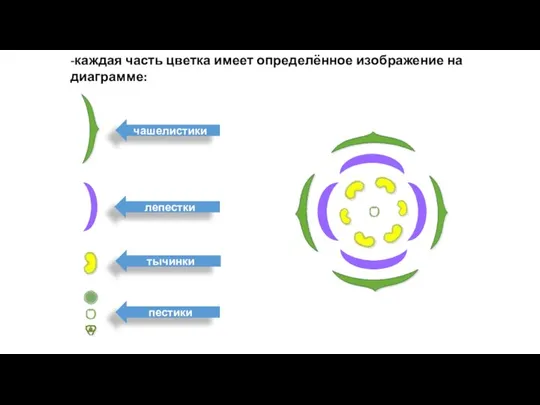 -каждая часть цветка имеет определённое изображение на диаграмме: чашелистики тычинки пестики лепестки