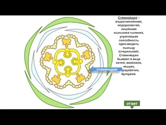 ответ Стамино́дий ‒ видоизменённая, недоразвитая, лишённая пыльника тычинка, утратившая способность производить пыльцу