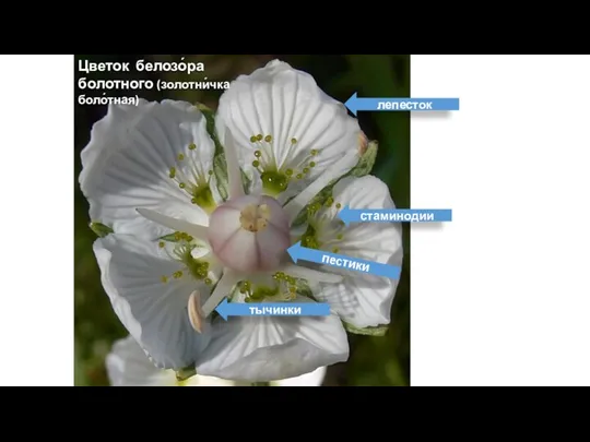 Цветок белозо́ра болотного (золотни́чка боло́тная) стаминодии тычинки пестики лепесток