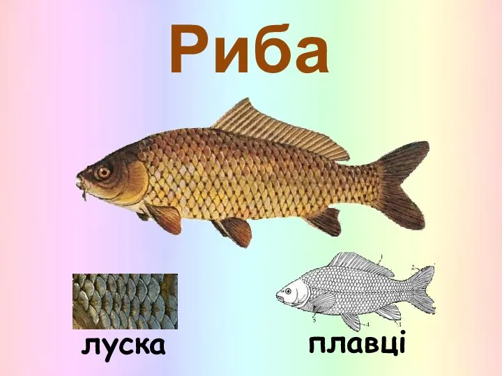 Риба луска плавці