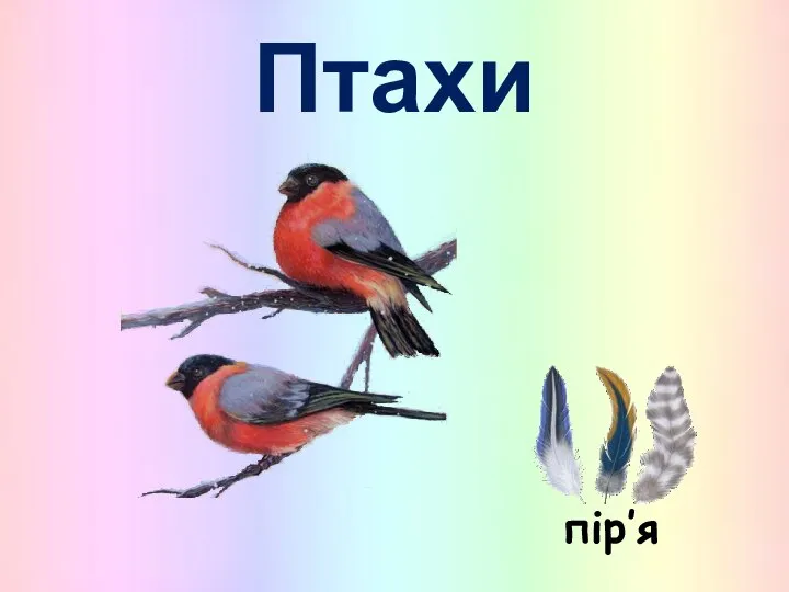 Птахи пір’я