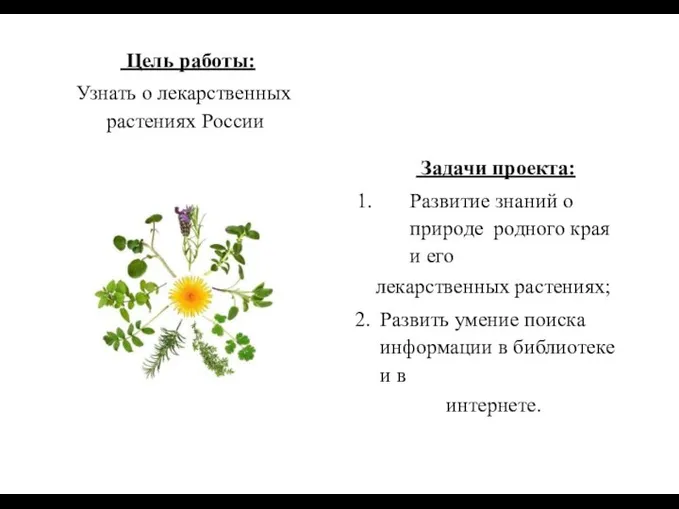Цель работы: Узнать о лекарственных растениях России Задачи проекта: Развитие знаний о