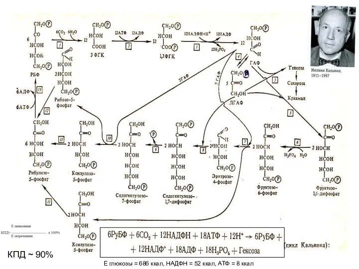КПД ~ 90% Е глюкозы = 686 ккал, НАДФН = 52 ккал, АТФ = 8 ккал