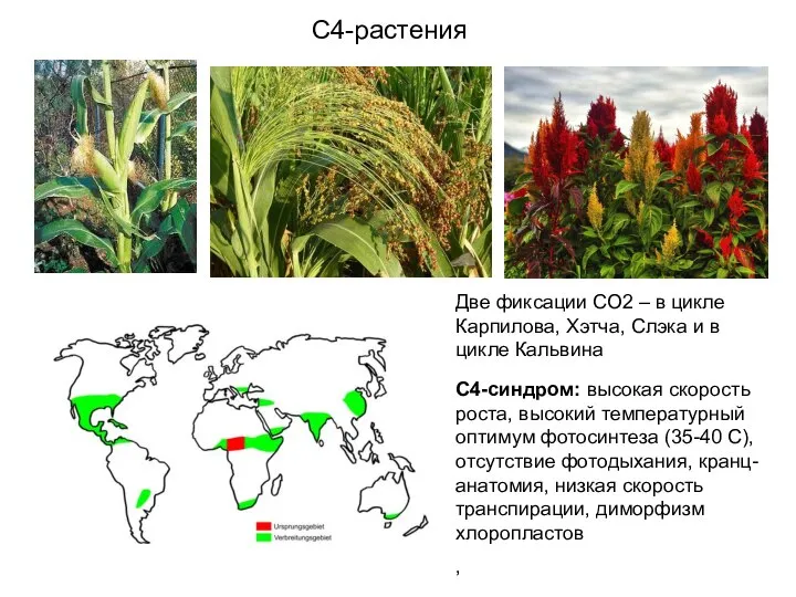 С4-растения Две фиксации СО2 – в цикле Карпилова, Хэтча, Слэка и в