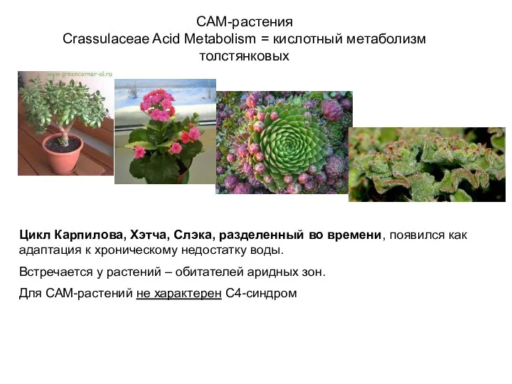 САМ-растения Crassulaceae Acid Metabolism = кислотный метаболизм толстянковых Цикл Карпилова, Хэтча, Слэка,