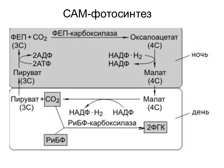 САМ-фотосинтез