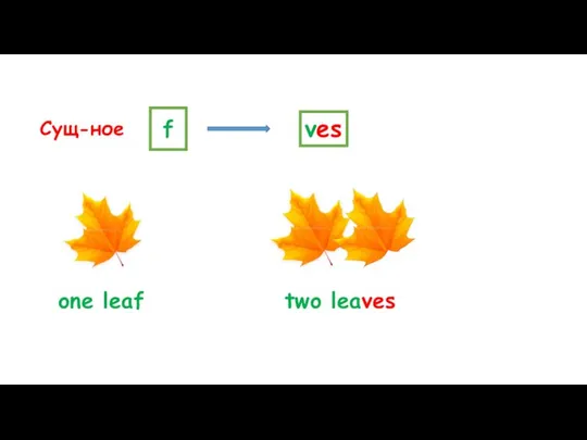 Сущ-ное f ves one leaf two leaves
