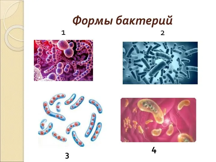 Формы бактерий 1 2 3 4