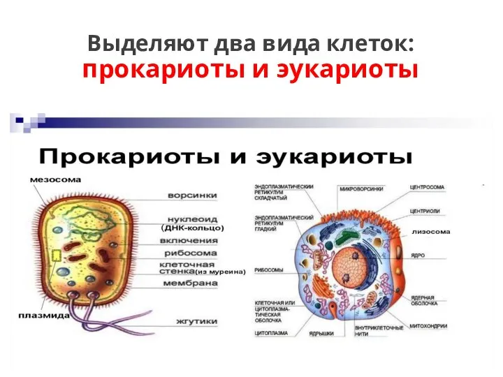 Выделяют два вида клеток: прокариоты и эукариоты